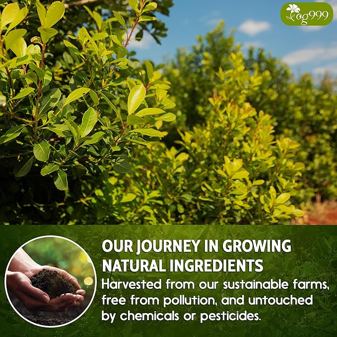 TOG999, 60 Tea Bags Yerba Mate, Hi-Caffeine, Unsmoked Yerba Mate Tea Bags, Super-Green Yerba Mate, No Dust, Fresh - Never Aged (Ilex Paraguariensis), Cultivated from Argentina - Rich in Antioxidants and Plant Nutrients.