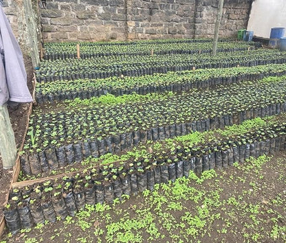 Kenya AA Grade Roasted Arabica Coffee Beans from Kenyan Highlands - 100% Pure Arabica Coffee Roasted Beans (Medium Roast Ground Coffee, 1 LB)