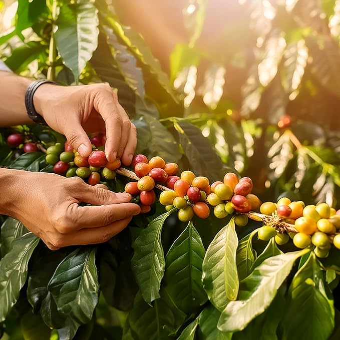 doanhdang - 17.6 Oz Premium Arabica Whole Bean Coffee, 100% Arabica Medium Roast, Rich Flavor for Espresso and Brew, Origin from Vietnam, Whole Med Roast Beans