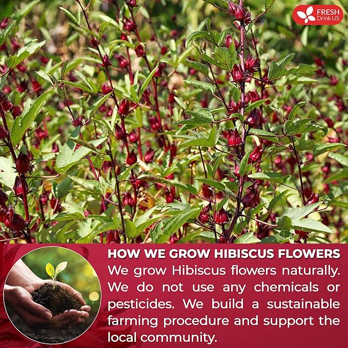 FRESHDRINKUS 115 Hibiscus Flowers Tea Bags, 100 Percent Natural, Pure from Hibiscus Flowers. Loose Flower Hibiscus Herbal Tea. Hibiscus Flower Tea. No Sugar, No Caffeine, No Gluten, Vegan.