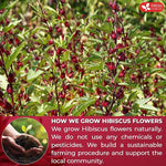 Load image into Gallery viewer, FreshDrinkUS, Premium 235 Hibiscus Flowers Tea Bags, 100% Natural, Pure from Hibiscus Flowers. Loose Flower Herbal Tea. No Sugar, No Caffeine, No Gluten, Vegan.