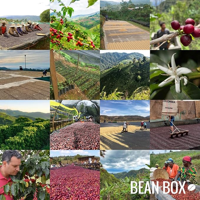 Low Strung - Decaf - Roasted by Greater Goods Coffee Co. - Whole Bean Coffee - 10 Ounce Bag