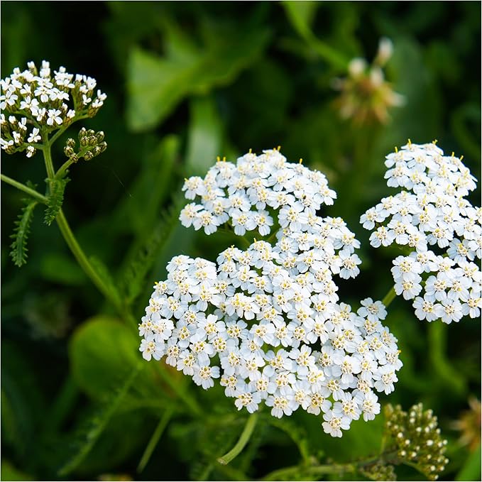 MagJo Naturals Yarrow Leaf & Flower, Dried, Cut and Sifted Achillea millefolium (4 oz)