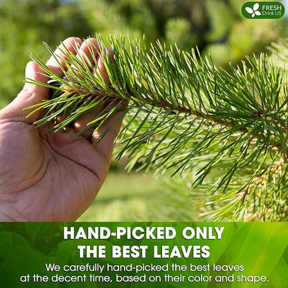 FreshDrinkUS, Pine Needle Tea Bags – 40 Tea Bags, Naturally Caffeine-Free, Refreshing Herbal Tea, Wild-Harvested Pine Leaves, Aromatic and Soothing – Non-GMO & Eco-Friendly Packaging