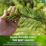 Load image into Gallery viewer, FreshDrinkUS, Pine Needle Tea Bags – 135 Tea Bags, Naturally Caffeine-Free, Refreshing Herbal Tea, Wild-Harvested Pine Leaves, Aromatic and Soothing – Non-GMO &amp; Eco-Friendly Packaging