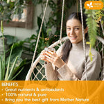 Load image into Gallery viewer, FreshDrinkUS, Premium 10oz Natural Ginger Roots, Cut and Sifted, 100% Natural &amp; Pure from Ginger Roots, Ginger Tea, Ginger Loose Herbal Tea, No Additives, No Caffeine, Vegan