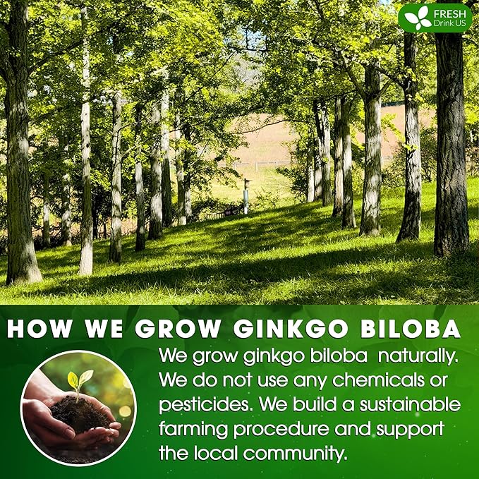 FreshDrinkUS, Premium 55 Ginkgo Biloba Leaf Tea Bags, 100% Natural & Pure from Ginkgo Biloba Leaves. Loose Leaf Herbal Tea. Made with Eco-Conscious Tea Bags. No Sugar, No Caffeine, No Gluten, Vegan.
