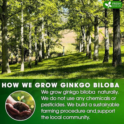 FreshDrinkUS, Premium 135 Ginkgo Biloba Leaf Tea Bags, 100% Natural & Pure from Ginkgo Biloba Leaves. Loose Leaf Herbal Tea. Made with Eco-Conscious Tea Bags. No Sugar, No Caffeine, No Gluten, Vegan.