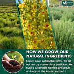 Load image into Gallery viewer, FreshDrinkUS, StrongerLungs 75 Tea Bags - Mullein Leaf, Ginseng, Elderberry, Ginger &amp; Thyme - Supports Lung Cleanse, Congestion Relief &amp; Mucus Detox - Caffeine-Free &amp; All-Natural