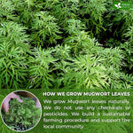 Load image into Gallery viewer, FreshDrinkUS, Premium 90 Mugwort Leaf Tea Bags, 100% Natural and Pure Mugwort Leaves. No Sugar, No Caffeine, No Gluten, Vegan.