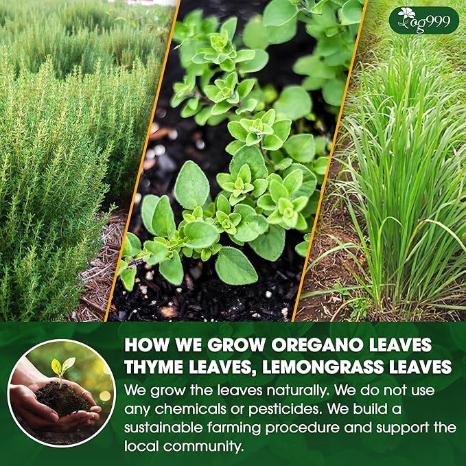 TOG999, Premium Oregano Herbal Tea with Jasmine-Like Notes – 60 Tea Bags | Blend of Oregano, Thyme & Lemongrass | Caffeine-Free, Natural Flavor, Premium Quality Herbal Infusion