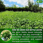 Load image into Gallery viewer, FreshDrinkUS, Premium 135 Nettle Leaf Tea Bags, 100% Natural &amp; Pure, Stinging Nettle Leaf Tea, Burn Nettle, Stinging Nettle, Stinger Tea, No Sugar/Caffeine/Gluten, Vegan