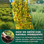 Load image into Gallery viewer, FreshDrinkUS StrongerLungs 20 Tea Bags - Mullein Leaf, Ginseng, Elderberry, Ginger &amp; Thyme - Supports Lung Cleanse, Congestion Relief &amp; Mucus Detox - Caffeine-Free &amp; All-Natural