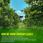 Load image into Gallery viewer, FreshDrinkUS, Premium 275+ Soursop Graviola Whole Dried Leaves Tea, 275-300 Soursop Graviola Guanabana Whole Leaves, Wildcrafted, Hoja Guanabana Loose Leaf Herbal Tea, No Gluten, Vegan