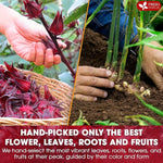 Load image into Gallery viewer, FreshDrinkUS, 60 Tea Bags Super Hibiscus Heart Blend– Herbal Tea with Hibiscus Flower, Ginger, Cinnamon Stick, Lemongrass &amp; Rose Hip – Naturally Caffeine-Free, Sugar-Free, Vegan