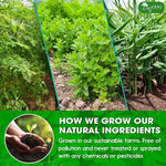 Load image into Gallery viewer, TOG999, Premium 20 Tea bags Super Moringa Herbal Tea, Special Blend of Moringa Leaves, Spearmint Leaves, Ginger, Lemon Peel and Chamomile. No Sugar, No Caffeine, No Gluten, Vegan.