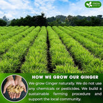 Load image into Gallery viewer, FreshDrinkUS, 150 Premium Ginger Tea Bags, Non GMO, 100% Natural &amp; Pure from Ginger Root, Root Herbal Tea. No Sugar, No Caffeine, No Gluten, Vegan. Support Stronger Digestion, Pleasantly Spicy &amp; Warming