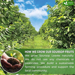 Load image into Gallery viewer, FreshDrinkUS, 40 Premium Soursop Graviola Fruit Tea Bags, 100% Natural and Pure from Soursop Fruits, Made With Natural Materials-Corn Fiber Tea Bag, Sugar/Caffeine/Gluten Free, Hoja Guanabana Tea