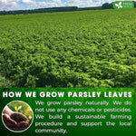 Load image into Gallery viewer, FreshDrinkUS, Premium 75 Parsley Leaf Tea Bags, 100% Natural &amp; Pure from Parsley Leaves. Loose Leaf Parsley Herbal Tea. Made with Natural Material Tea Bags. No Sugar, No Caffeine, No Gluten, Vegan.