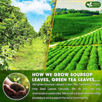 Load image into Gallery viewer, FreshDrinkUS, Premium 75 Tea Bags Soursop Green Tea, 100% Natural &amp; Proprietary Blend from Soursop Leaves and Green Tea. Smooth Flavor. Made with Eco-Conscious Tea Bags. No Additives No Sugar, Vegan.