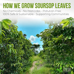 Load image into Gallery viewer, FreshDrinkUS, Premium Soursop Graviola Leaf Tea | 45 Tea Bags form Powder, 100% Natural and Pure, Handmade, Made With Natural Materials-Corn Fiber Tea Bag, Sugar/Caffeine Free, Hoja Guanabana Tea