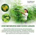Load image into Gallery viewer, LeafLea 40 Senna Tea Bags – 100% Pure Senna Leaves, Herbal Laxative Tea for Gentle Constipation Relief, Caffeine-Free, Sugar-Free, Gluten-Free, Non-GMO, Vegan, Supports Digestive Health