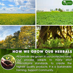 Load image into Gallery viewer, TOG999 60 Tea Bags Relieves Constipation Natural Tea, Blend of Senna Leaves - Peppermint - Licorice - Fennel, 100% Natural Ingrendients, Hand-made Herbal Tea, No Sugar, No Caffeine, No Gluten, Vegan.