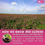 Load image into Gallery viewer, FreshDrinkUS, Premium Red Clover Herbal Tea– 135 Tea Bags – Pure – Naturally Smooth &amp; Mild Flavor – Premium Quality, Eco-Conscious Packaging. Caffeine-Free. Gluten Free. Vegan