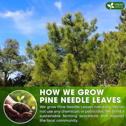 FreshDrinkUS, Pine Needle Tea Bags – 40 Tea Bags, Naturally Caffeine-Free, Refreshing Herbal Tea, Wild-Harvested Pine Leaves, Aromatic and Soothing – Non-GMO & Eco-Friendly Packaging