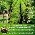 Load image into Gallery viewer, TOG999, Premium Moringa Ginger Peppermint Herbal Tea – 60 Tea Bags – Caffeine-Free, Plant-Based, Non-GMO, Naturally Refreshing Flavor, No Artificial Additives, No Sugar, No Gluten. Vegan