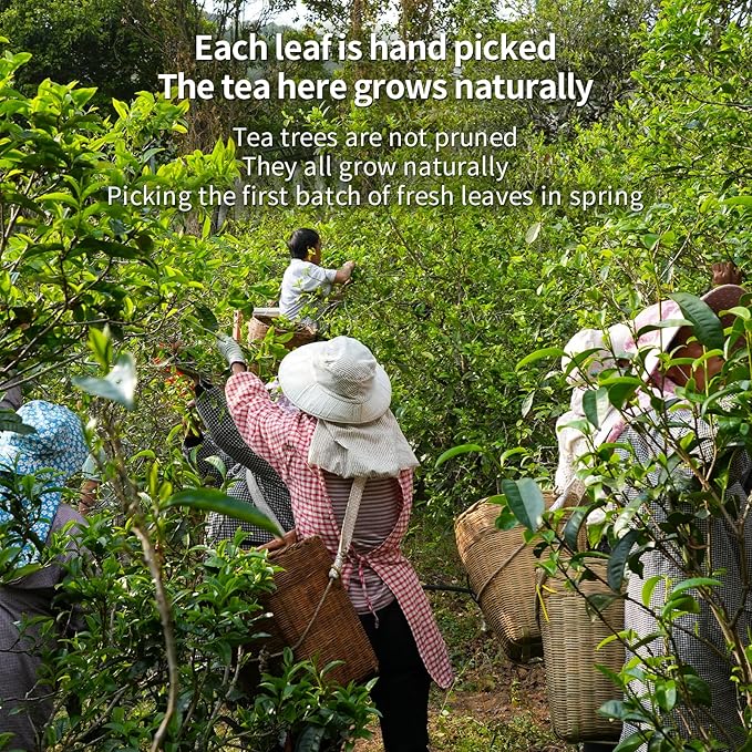 XIHETANK Black Tea Bags, 100 Count (Pack of 1),Yunnan Black Tea, 100% Pure Natural Old Tree Black Tea, Caffeinated tea,Sweet or Refreshing, Containing Caffeine,Different Sensations of Cold or Hot,