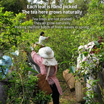 Load image into Gallery viewer, XIHETANK Black Tea Bags, 100 Count (Pack of 1),Yunnan Black Tea, 100% Pure Natural Old Tree Black Tea, Caffeinated tea,Sweet or Refreshing, Containing Caffeine,Different Sensations of Cold or Hot,