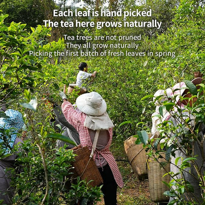 XIHETANK Black Tea Bags, 100 Count (Pack of 1),Yunnan Black Tea, 100% Pure Natural Old Tree Black Tea, Caffeinated tea,Sweet or Refreshing, Containing Caffeine,Different Sensations of Cold or Hot,