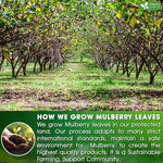 Load image into Gallery viewer, FreshDrinkUS, Premium 75 Mulberry Leaf Tea Bags, 100% Natural &amp; Pure from Mulberry Leaves. Loose Leaf Herbal Tea. Made with Natural Material Tea Bags. No Sugar, No Caffeine, No Gluten, Vegan.