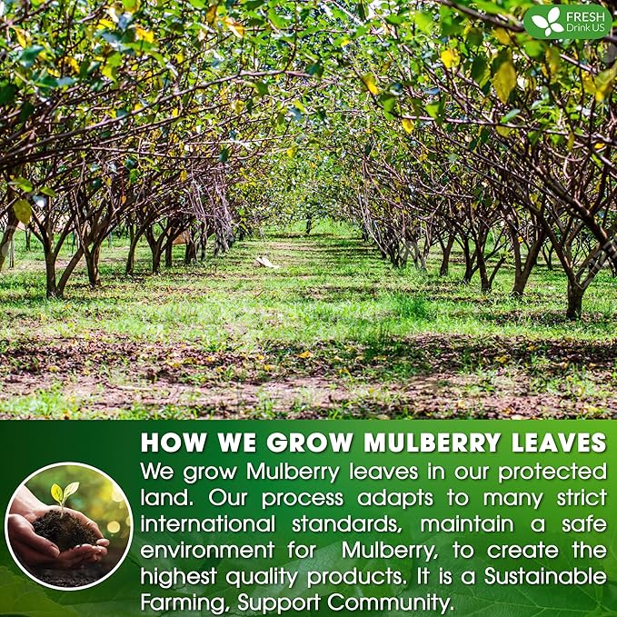 FreshDrinkUS, Premium 75 Mulberry Leaf Tea Bags, 100% Natural & Pure from Mulberry Leaves. Loose Leaf Herbal Tea. Made with Natural Material Tea Bags. No Sugar, No Caffeine, No Gluten, Vegan.