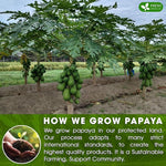 Load image into Gallery viewer, FreshDrinkUS, Premium 75 Papaya Leaf Tea Bags, 100% Natural &amp; Pure from Papaya Leaves. Loose Leaf Herbal Tea. Made with Natural Material Tea Bags. No Sugar, No Caffeine, No Gluten, Vegan.