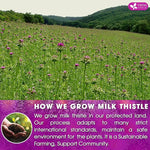 Load image into Gallery viewer, FreshDrinkUS, Premium 135 Milk Thistle Tea Bags, 100% Natural &amp; Pure from Milk Thistle Seeds. Milk Thistle Seed Herbal Tea. Made with Natural Material Tea Bags. No Sugar, No Caffeine, No Gluten, Vegan.