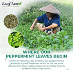 Load image into Gallery viewer, LeafLea 40 Peppermint Tea Bags, Natural Peppermint Leaf Herbal Tea with Cool Taste, Te De Menta for Gentle Digestive Support, Te De Hierba Buena, Caffeine-Free, Sugar-Free, Vegan, Individually Wrapped