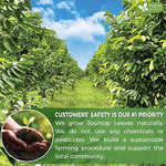 Load image into Gallery viewer, FreshDrinkUS, 150 Premium Soursop Graviola Leaf Tea Bags, 100% Natural and Pure, Hand-made, Made With Natural Materials-Corn Fiber Tea Bag, Sugar/Caffeine/Gluten Free, Hoja Guanabana Tea