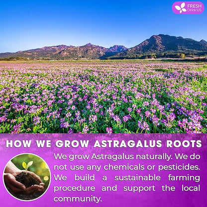 FreshDrinkUS Premium 55 Astragalus Root Tea Bags, 100% Natural & Pure. Astragalus Root Herbal Tea. Made With Natural Material Tea Bags. No Sugar, No Caffeine, No Gluten, Vegan