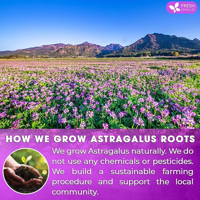 FreshDrinkUS, Premium 75 Astragalus Root Tea Bags, 100% Natural & Pure from Astragalus Root Herbal Tea. Made with Natural Material Tea Bags. No Sugar, No Caffeine, No Gluten, Vegan.