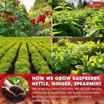 Load image into Gallery viewer, TOG999, 60 Tea Bags for Hormone Balance Menstrual Cycle Support, 100% Natural &amp; Pure from Red Raspberry Leaves with Spearmint Flavor. Natural Material Tea Bags. No Sugar, No Caffeine, Vegan. (60 Teabags)