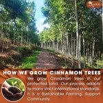 Load image into Gallery viewer, TOG999, Premium 25 Tea Bags - Special Cinnamon Tea, 100% Natural &amp; Pure, Herbal Tea. Cinnamon Stick Herbal Spice