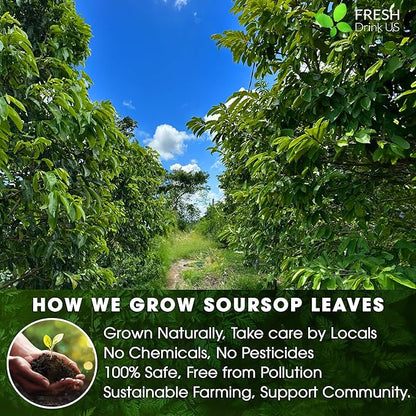FreshDrinkUS, 240+ Premium Soursop Graviola Dried Leaves Tea, 230-250 Whole Soursop Leaves, Wildcrafted, Graviola , Guanabana , Hoja Guanabana, Loose Leaf Herbal , No Gluten, Vegan