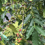 Load image into Gallery viewer, River Moon Coffee, Kona Coffee Whole Bean, Medium Roast, 2 lbs, Kona Waves Hawaiian Blend, Sustainably Farmed, 100% Arabica