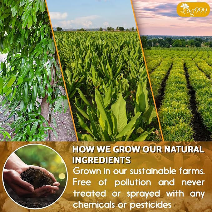 200 Bags Premium Turmeric Ginger Cinnamon Tea, Improve Digestion, Support Brain, Weight, Skin and Sleep, Eco-Conscious Tea Bags and Premium Natural Ingredients. Turmeric Ginger Herbal Tea. No Sugar, No Caffeine, No Gluten, Vegan.