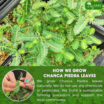 Load image into Gallery viewer, TOG999, 60 Tea bags Dried Chanca Piedra Leaves, Chanca Piedra Tea “Stone Breaker” 100% Natural &amp; Pure. Made with Natural Material Tea Bags. No Sugar, No Caffeine, No Gluten, Vegan.