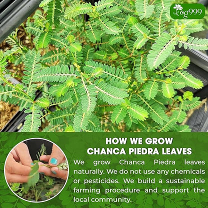 TOG999, 60 Tea bags Dried Chanca Piedra Leaves, Chanca Piedra Tea “Stone Breaker” 100% Natural & Pure. Made with Natural Material Tea Bags. No Sugar, No Caffeine, No Gluten, Vegan.