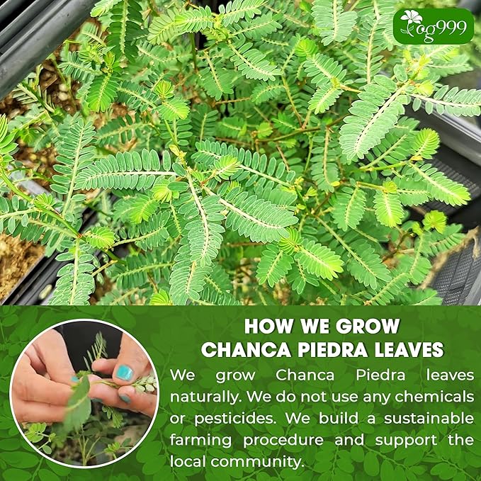 TOG999, 60 Tea bags Dried Chanca Piedra Leaves, Chanca Piedra Tea “Stone Breaker” 100% Natural & Pure. Made with Natural Material Tea Bags. No Sugar, No Caffeine, No Gluten, Vegan.