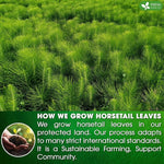 Load image into Gallery viewer, FreshDrinkUS, Premium 30 Horsetail Leaf Tea Bags, 100% Natural &amp; Pure from Horsetail Loose Leaves Herbal Tea. Made with Natural Material Tea Bags. No Sugar, No Caffeine, No Gluten, Vegan.